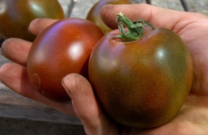 Description of Pineapple variety tomatoes: features of their cultivation in open and closed ground