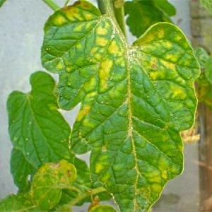 A common problem for summer residents: leaves on tomatoes turn yellow - what to do and how to prevent this?