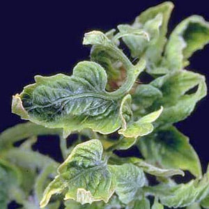 A common problem for summer residents: leaves on tomatoes turn yellow - what to do and how to prevent this?