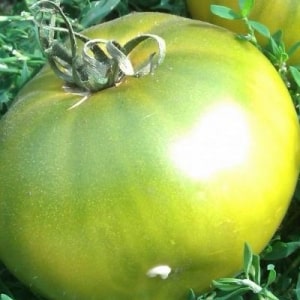 A fairy tale on your site - the Princess Frog tomato: reviews and recommendations for proper cultivation