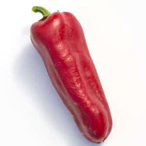 High-yielding and early-ripening Morozko pepper variety for greenhouses and open ground