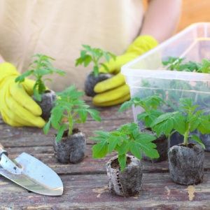 High-yielding and early-ripening Morozko pepper variety for greenhouses and open ground