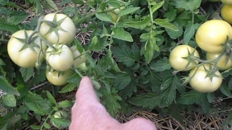Let's get acquainted with the Irishka F1 tomato and try to grow it on our plot