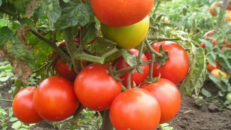 Let's get acquainted with the Irishka F1 tomato and try to grow it on our plot