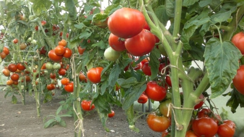 Let's get acquainted with the Irishka F1 tomato and try to grow it on our plot