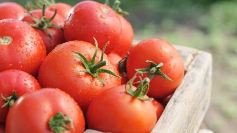 Let's get acquainted with the Irishka F1 tomato and try to grow it on our plot