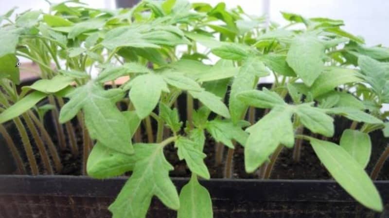 Let's get acquainted with the Irishka F1 tomato and try to grow it on our plot