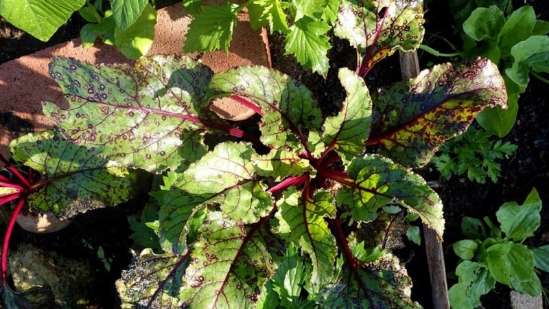How to treat beet cercospora and prevent the occurrence of this disease in the future