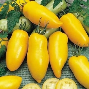 An amazing variety for experimental gardeners - the Banana Legs tomato and recommendations for growing it