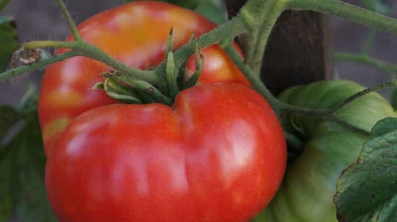 New hybrid Love: planting scheme and care features for a good harvest