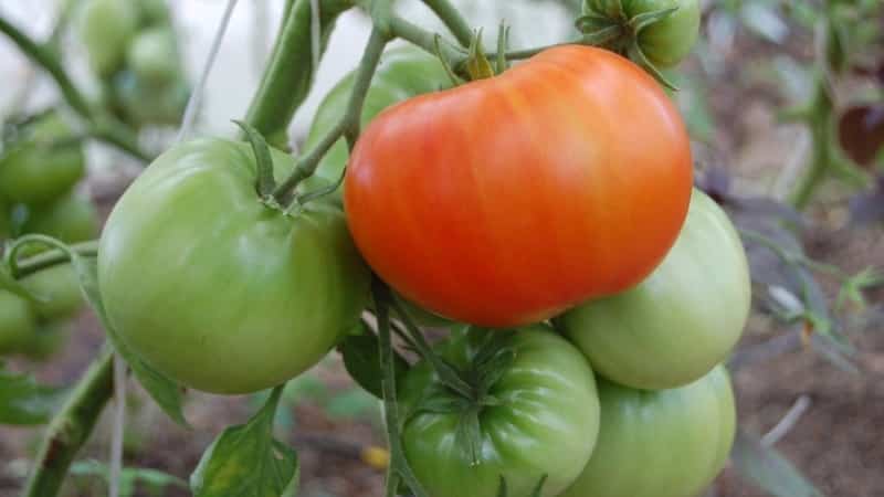 Difficult to care for, but incredibly productive variety of domestic selection - tomato Cosmonaut Volkov