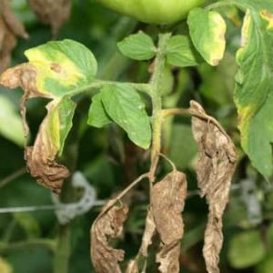 How to fight late blight on tomatoes in a greenhouse using traditional methods: the best ways to treat and prevent the disease