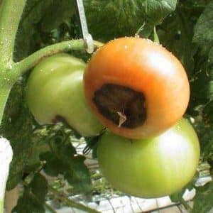 How to get rid of crown rot: proven drugs and folk remedies