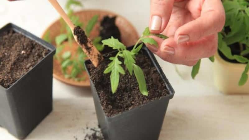 Disease-resistant and easy-to-care tomato Pink Stella: reviews, photos and secrets of getting a bountiful harvest