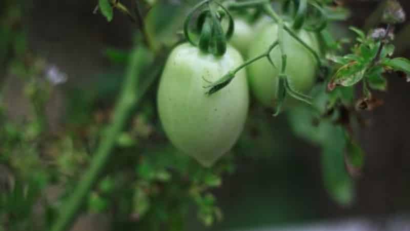 Disease-resistant and easy-to-care tomato Pink Stella: reviews, photos and secrets of getting a bountiful harvest