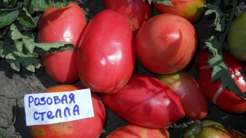 Disease-resistant and easy-to-care tomato Pink Stella: reviews, photos and secrets of getting a bountiful harvest