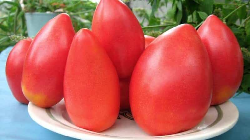 Disease-resistant and easy-to-care tomato Pink Stella: reviews, photos and secrets of getting a bountiful harvest