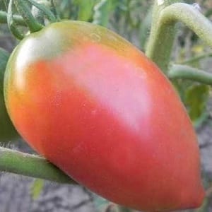 Disease-resistant and easy-to-care tomato Pink Stella: reviews, photos and secrets of getting a bountiful harvest