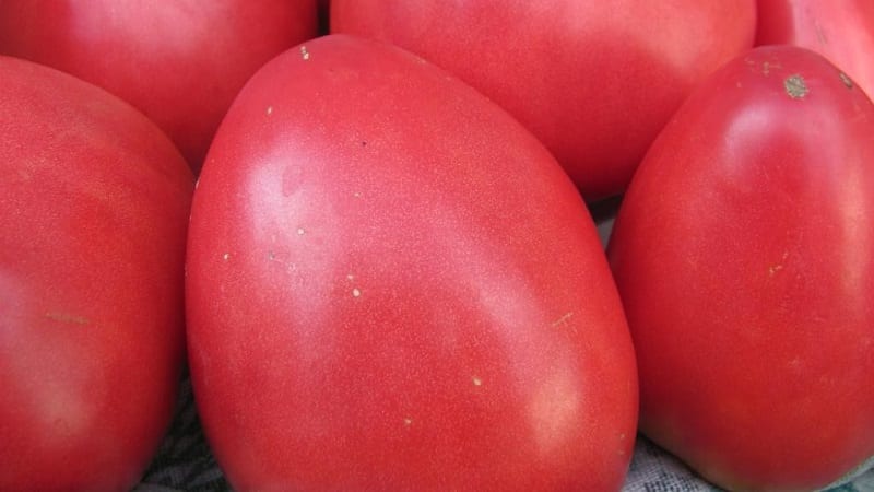 Disease-resistant and easy-to-care tomato Pink Stella: reviews, photos and secrets of getting a bountiful harvest