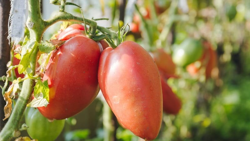Disease-resistant and easy-to-care tomato Pink Stella: reviews, photos and secrets of getting a bountiful harvest