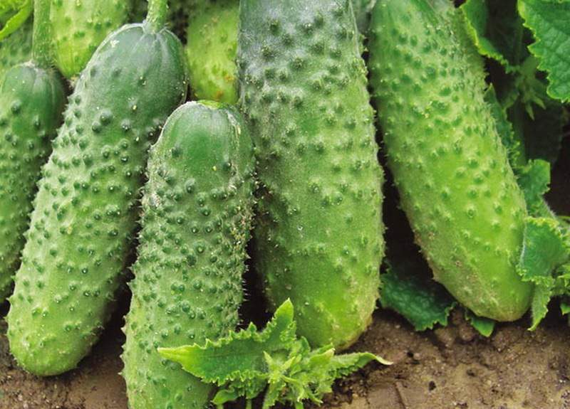 Early ripening Murashka cucumber that does not require pollination from domestic breeders