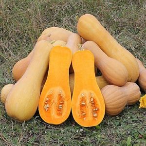 The most popular varieties of pear-shaped pumpkins: how to grow and what is important to know about them
