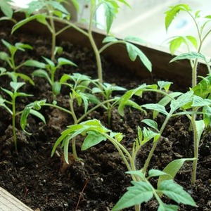 A find for gourmets - the Moscow delicacy tomato: advantages over other varieties of tomatoes