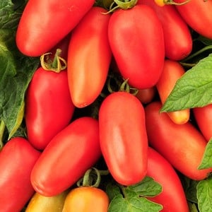 A find for gourmets - the Moscow delicacy tomato: advantages over other varieties of tomatoes