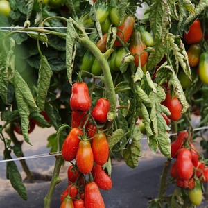 A find for gourmets - the Moscow delicacy tomato: advantages over other varieties of tomatoes
