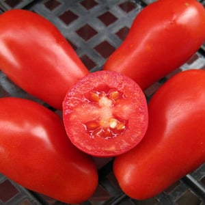 A find for gourmets - the Moscow delicacy tomato: advantages over other varieties of tomatoes