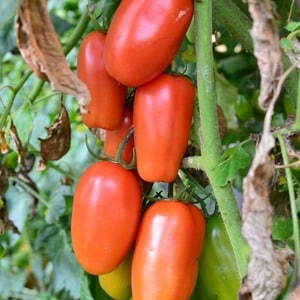 A find for gourmets - the Moscow delicacy tomato: advantages over other varieties of tomatoes