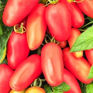 A find for gourmets - the Moscow delicacy tomato: advantages over other varieties of tomatoes