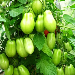 A find for gourmets - the Moscow delicacy tomato: advantages over other varieties of tomatoes