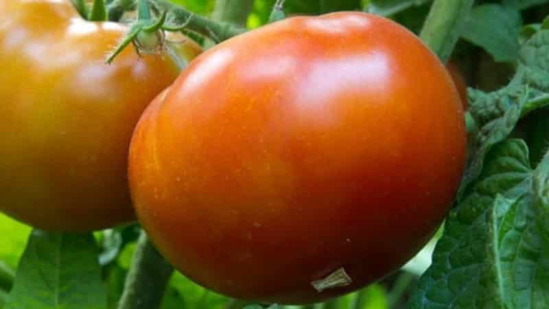 The best early ripening variety, according to summer residents, is the Early King tomato: why it’s so good and why it’s worth growing