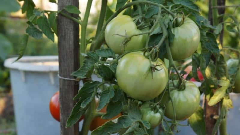 The best early ripening variety, according to summer residents, is the Early King tomato: why it’s so good and why it’s worth growing