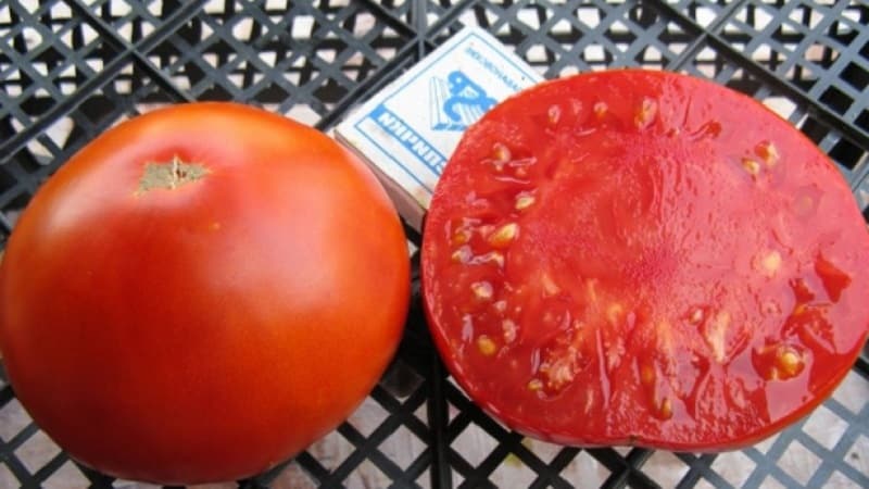 The best early ripening variety, according to summer residents, is the Early King tomato: why it’s so good and why it’s worth growing