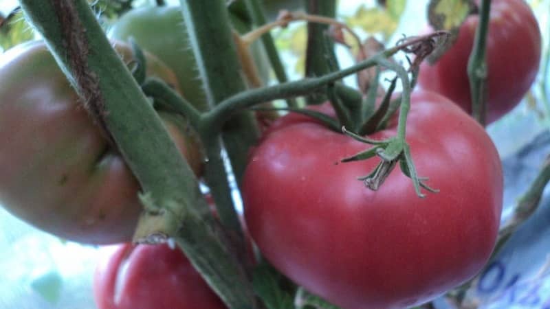 The best early ripening variety, according to summer residents, is the Early King tomato: why it’s so good and why it’s worth growing