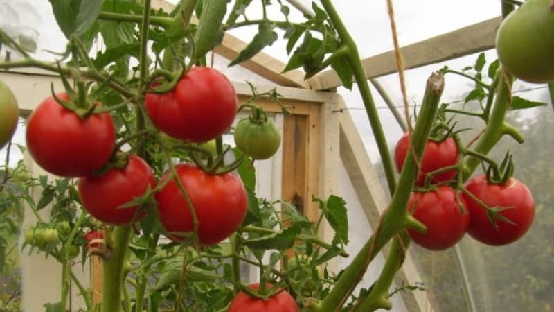We get a high yield with minimal costs and risks by growing a productive Kolkhoz tomato