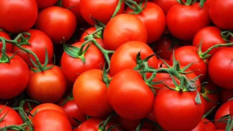 We get a high yield with minimal costs and risks by growing a productive Kolkhoz tomato
