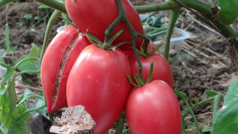 Rich harvest, amazing taste and bright color - the Koenigsberg golden tomato and a guide to growing it