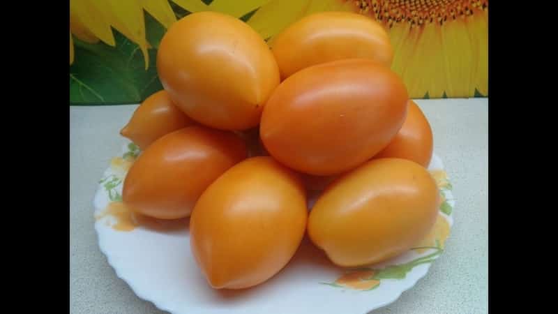 Rich harvest, amazing taste and bright color - the Koenigsberg golden tomato and a guide to growing it
