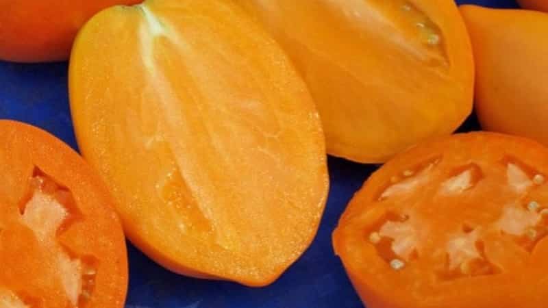 Rich harvest, amazing taste and bright color - the Koenigsberg golden tomato and a guide to growing it