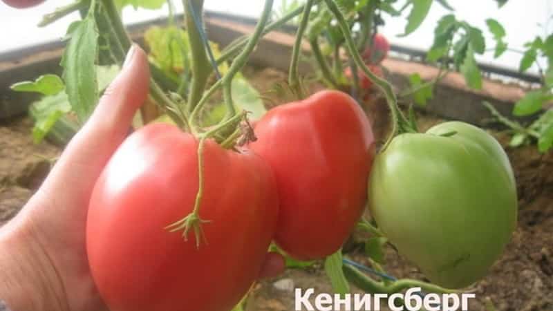 Rich harvest, amazing taste and bright color - the Koenigsberg golden tomato and a guide to growing it