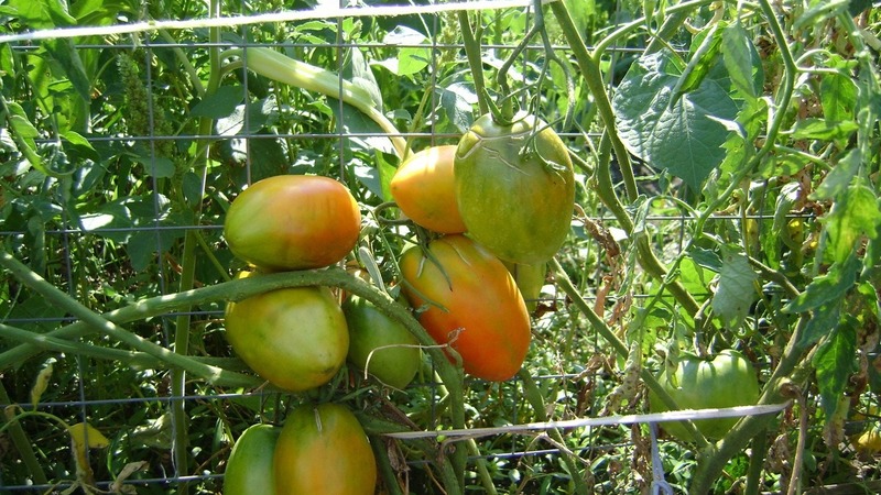 Rich harvest, amazing taste and bright color - the Koenigsberg golden tomato and a guide to growing it