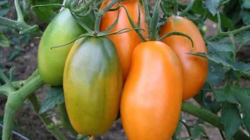 Rich harvest, amazing taste and bright color - the Koenigsberg golden tomato and a guide to growing it