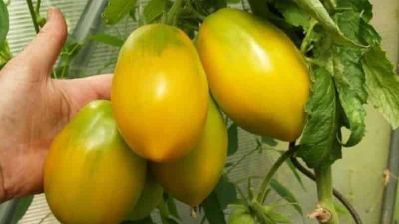 Rich harvest, amazing taste and bright color - the Koenigsberg golden tomato and a guide to growing it