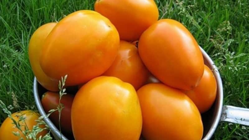 Rich harvest, amazing taste and bright color - the Koenigsberg golden tomato and a guide to growing it