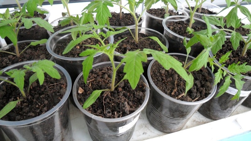 Development of domestic breeders for the Russian climate - Valentina tomato