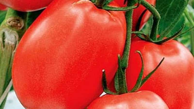 Development of domestic breeders for the Russian climate - Valentina tomato