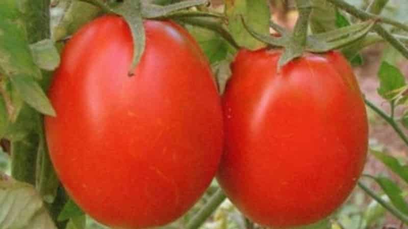 Development of domestic breeders for the Russian climate - Valentina tomato